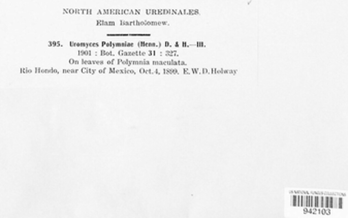 Uromyces polymniae image